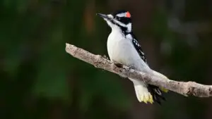  music melody world peaceful music